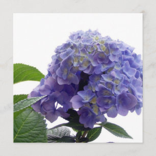 Hydrangea-Bush-Einladungen Einladung