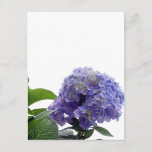 Hydrangea Bush Postcard Postkarte