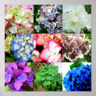 Hydrangea Collage Poster