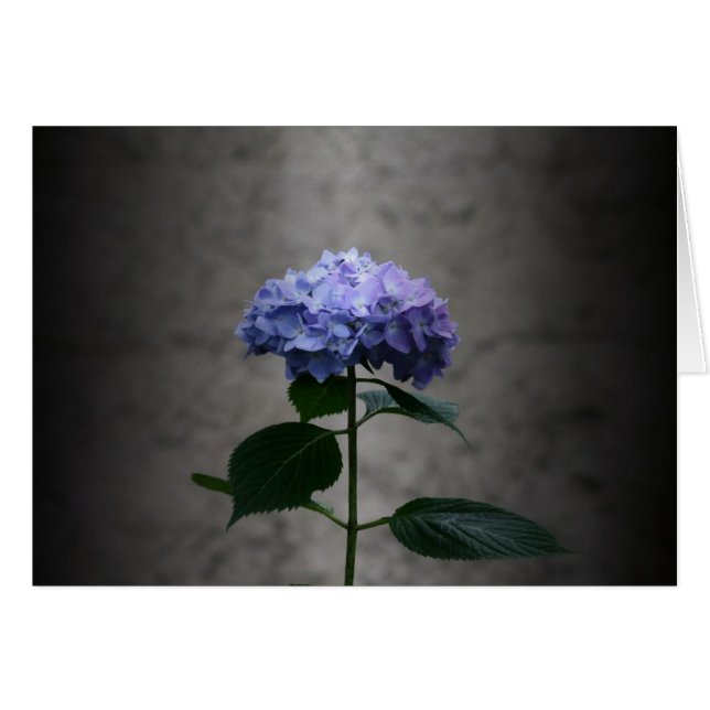 "Hydrangea" durch Larry Coressel (Vorderseite (Horizontal))