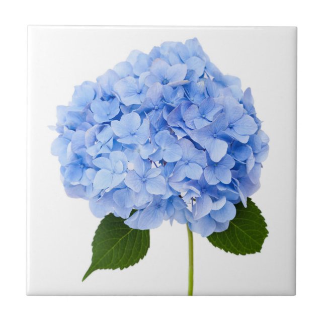Hydrangea Fliese (Vorderseite)