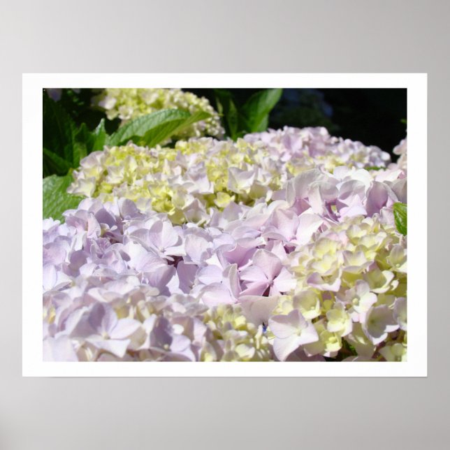 Hydrangea Flower Garden Kunstdrucke Hydrangeas Poster (Vorne)