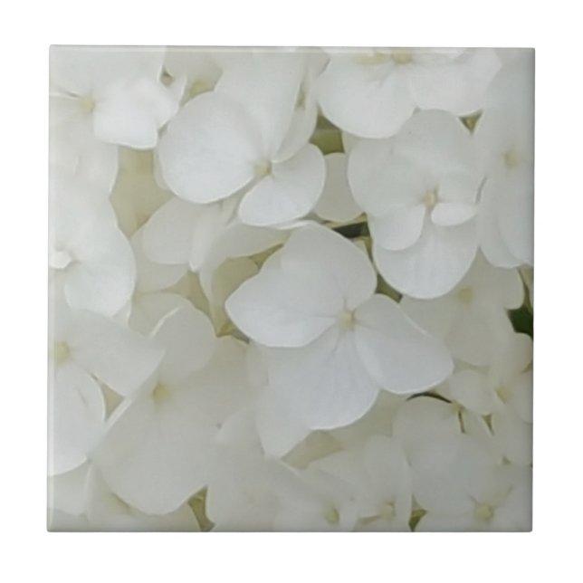 Hydrangea Flowers Floral White Elegant Blossom Fliese (Vorderseite)