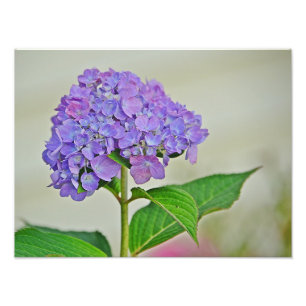 Hydrangea Foto Print