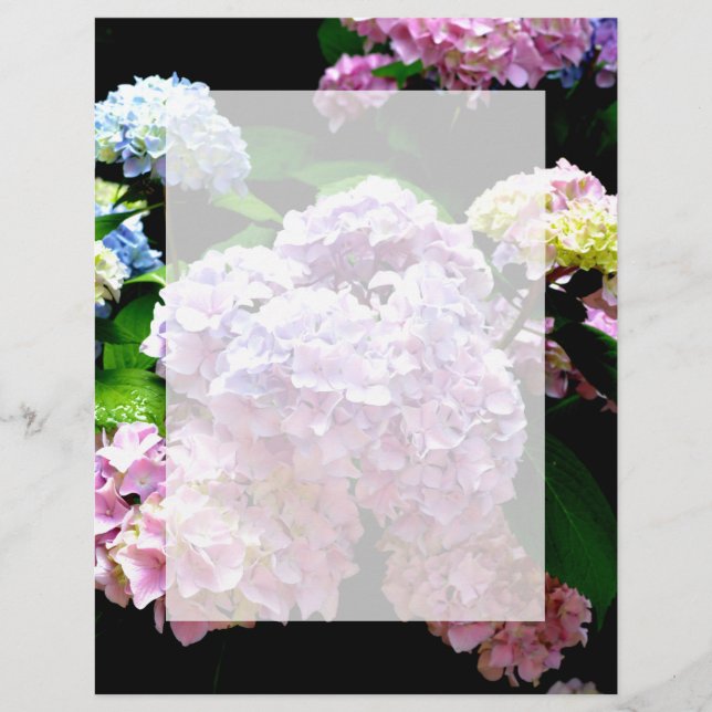 Hydrangea-Garten, rosa, blau, lila Blumen (Vorderseite)