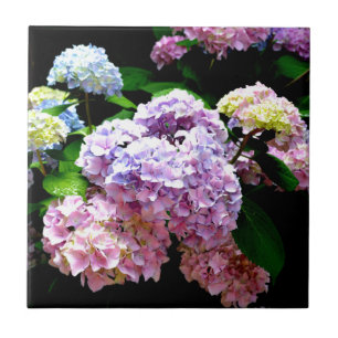 Hydrangea-Garten, rosa, blau, lila Blumen Fliese