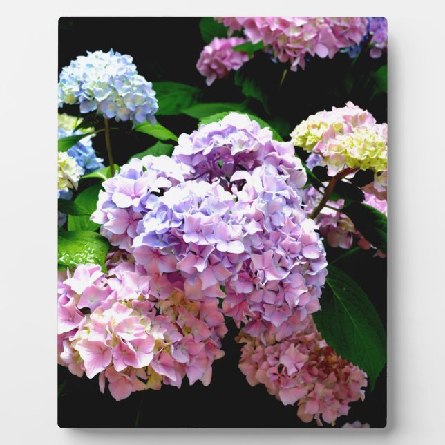 Hydrangea-Garten, rosa, blau, lila Blumen Fotoplatte (Vorderseite)