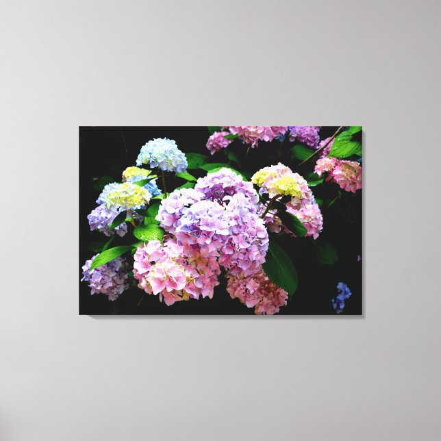 Hydrangea-Garten, rosa, blau, lila Blumen Leinwanddruck (Vorderseite)