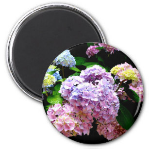 Hydrangea-Garten, rosa, blau, lila Blumen Magnet