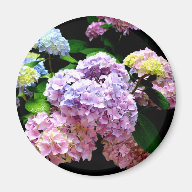 Hydrangea-Garten, rosa, blau, lila Blumen Magnet (Vorne)