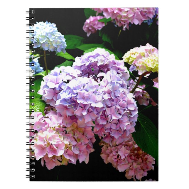 Hydrangea-Garten, rosa, blau, lila Blumen Notizblock (Vorderseite)