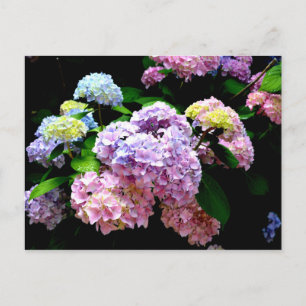 Hydrangea-Garten, rosa, blau, lila Blumen Postkarte