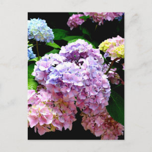 Hydrangea-Garten, rosa, blau, lila Blumen Postkarte