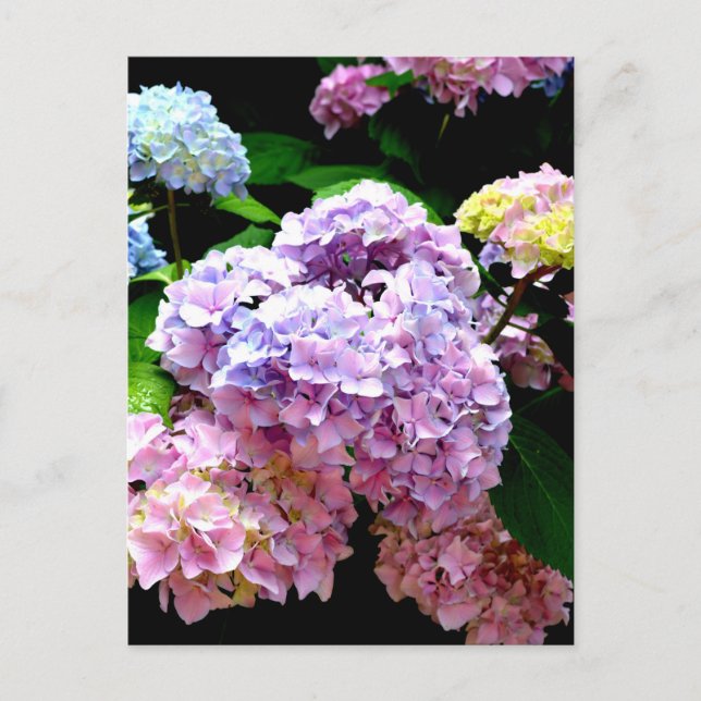 Hydrangea-Garten, rosa, blau, lila Blumen Postkarte (Vorderseite)