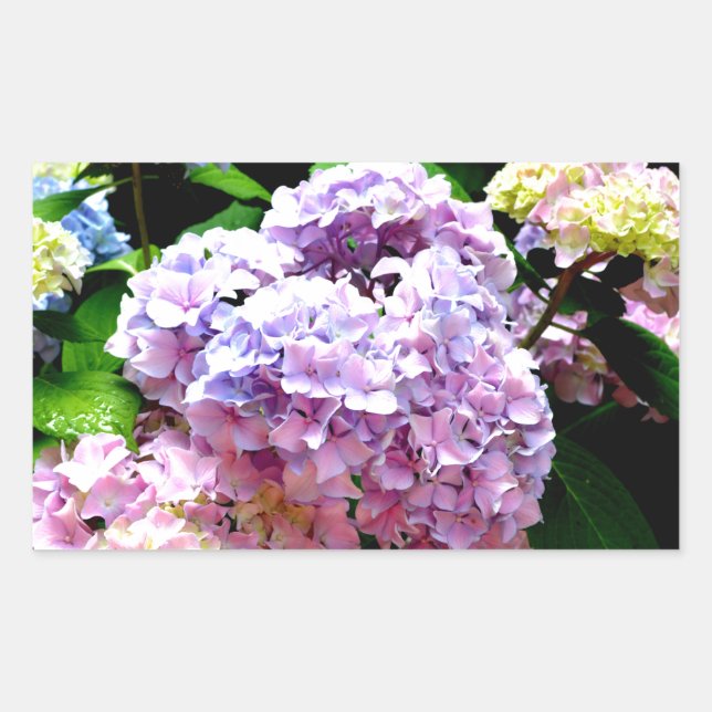 Hydrangea-Garten, rosa, blau, lila Blumen Rechteckiger Aufkleber (Vorderseite)