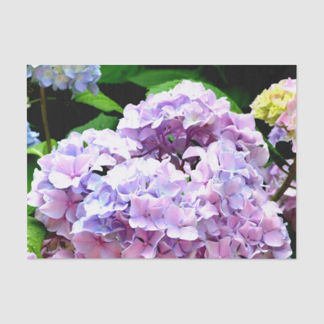 Hydrangea-Garten, rosa, blau, lila Blumen Seidenpapier (Vorderseite)