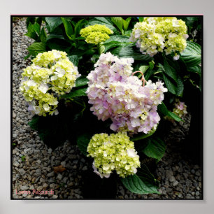 Hydrangea-großer Vati Poster