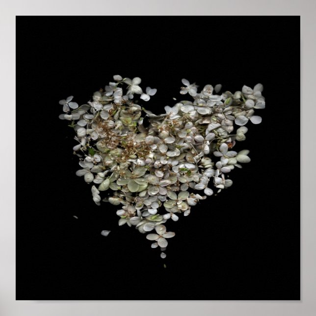 Hydrangea Herz Botanisches Poster (Vorne)