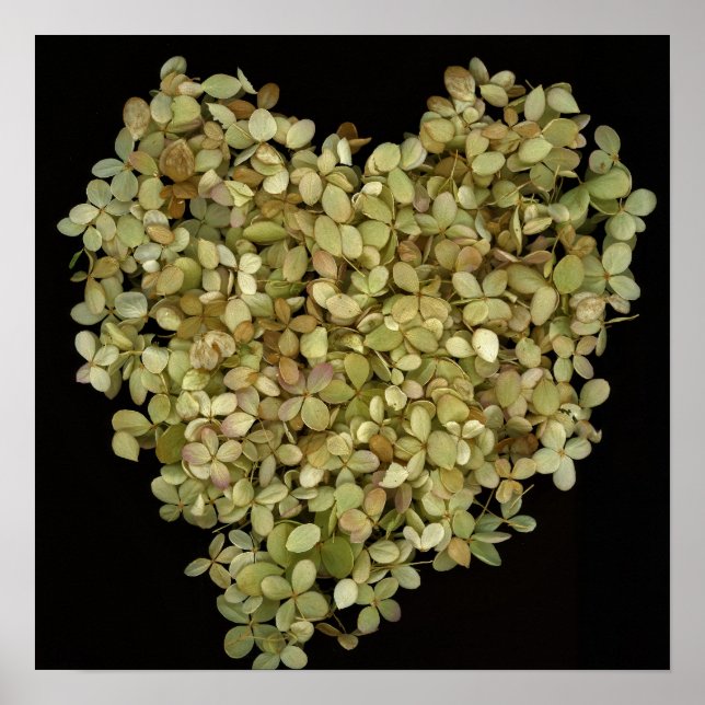 Hydrangea Herz Botanisches Poster |Lovely2 (Vorne)