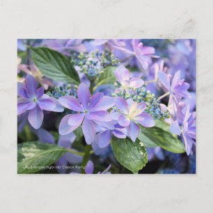 Hydrangea hybrida "Dance Party" [Postkarte] Postkarte