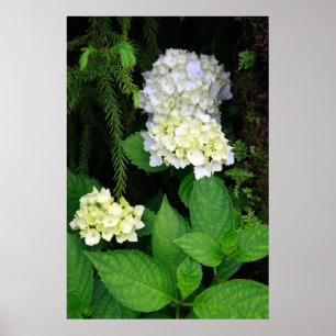 Hydrangea im Wald Poster