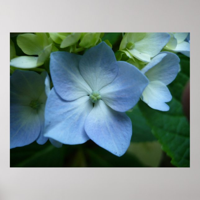 Hydrangea in Bloom Poster (Vorne)