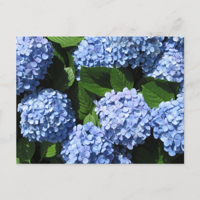 Hydrangea: Japan Postkarte (Vorderseite)
