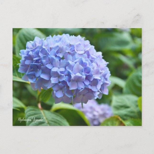 Hydrangea "Jogasaki" [Postcard] ポ ス ト ド Postkarte (Vorderseite)