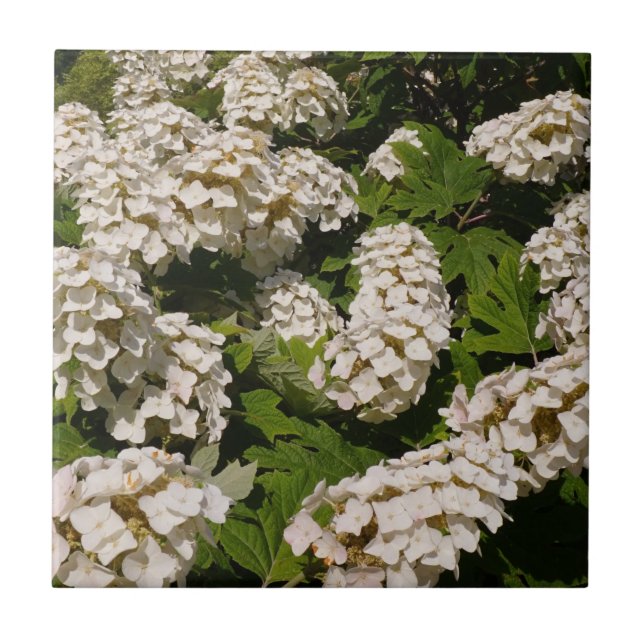 Hydrangea-Keramik Fliese (Vorderseite)