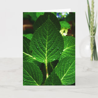 "Hydrangea Leaves" Karte