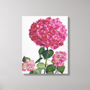 Hydrangea Leinwanddruck