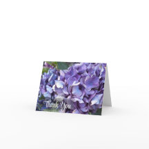 Hydrangea Lila Blume