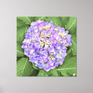 Hydrangea - Lila - Canvas Print Leinwanddruck