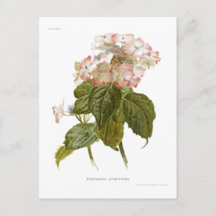 Hydrangea lindleyana postkarte