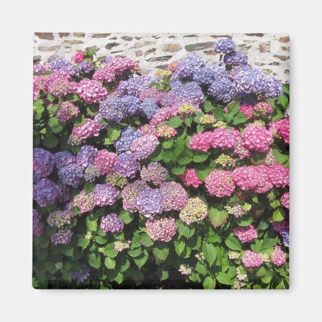 Hydrangea Magnet (Vorne)