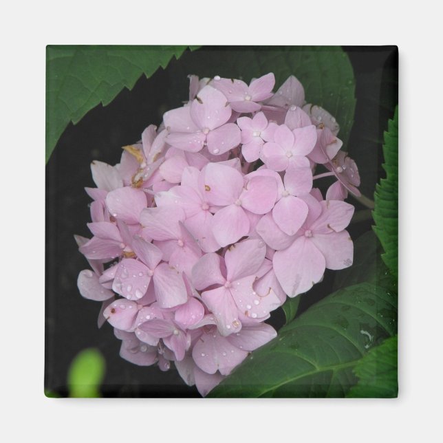 Hydrangea Magnet (Vorne)