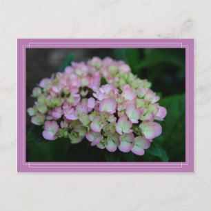 Hydrangea Nigra Postcard Postkarte