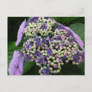 Hydrangea Nr. 4 Postkarte