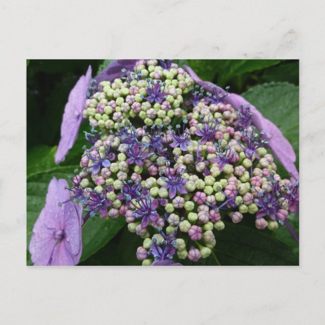 Hydrangea Nr. 4 Postkarte (Vorderseite)