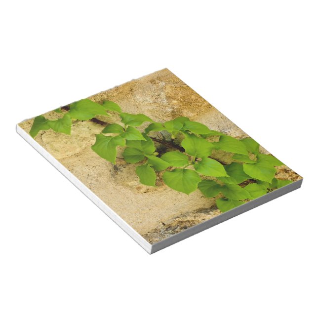 Hydrangea petiolaris notizblock (angewinkelt)