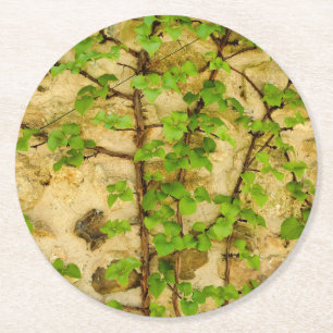 Hydrangea petiolaris runder pappuntersetzer