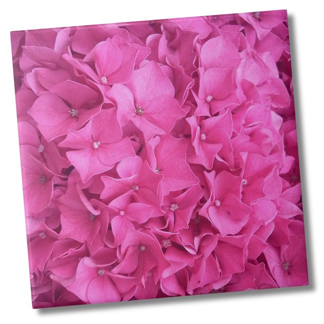 Hydrangea Pink Blume Muster Fliese (Trendy Bright Magenta Pink Hydrangea Flower Floral Ceramic Tile)