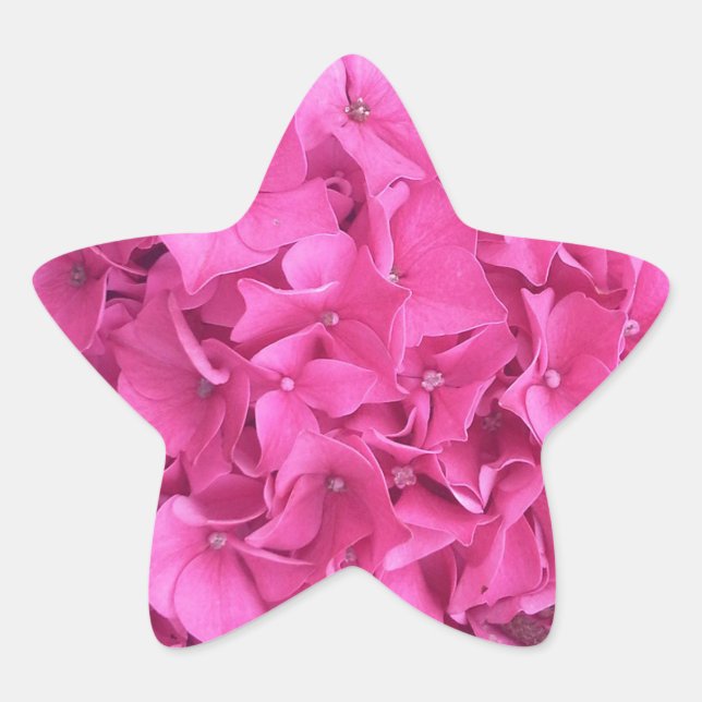 Hydrangea Pink Blume Muster Stern-Aufkleber (Vorderseite)