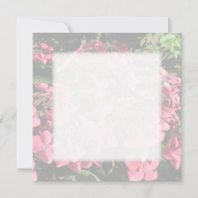 Hydrangea Pinke Blumen. Weiche Pastellfarben. (Vorderseite)