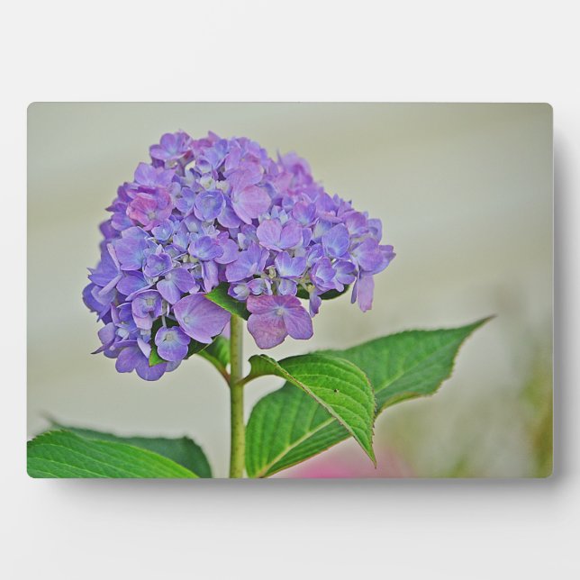 Hydrangea Plaque Fotoplatte (Vorderseite)