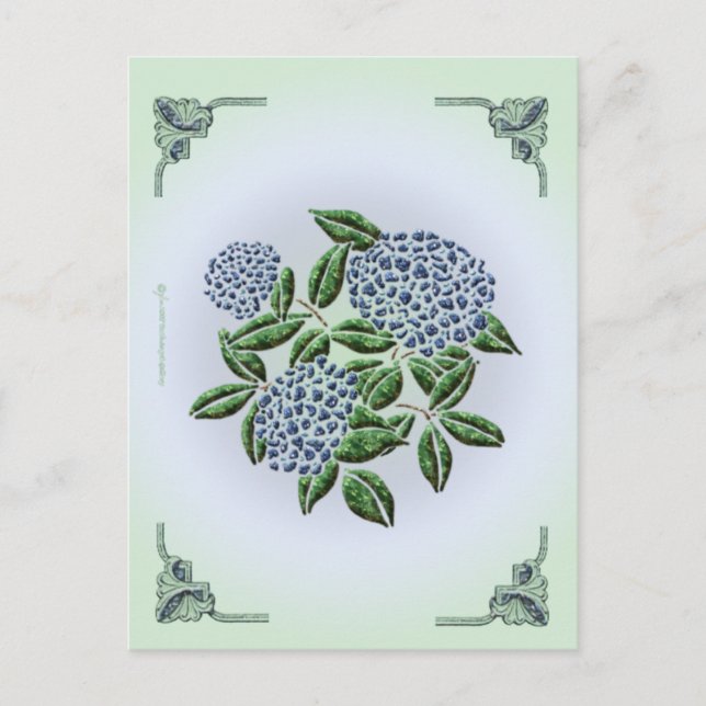Hydrangea Postcard Postkarte (Vorderseite)