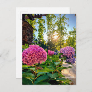 Hydrangea Postcard! Postkarte