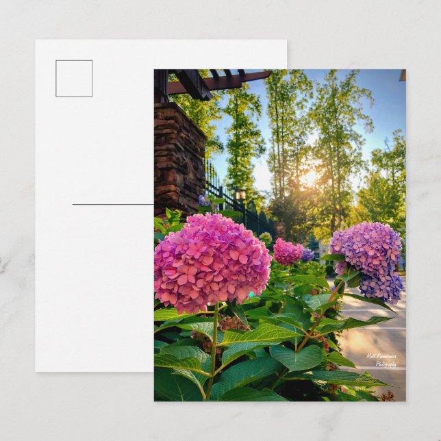 Hydrangea Postcard! Postkarte (Vorne/Hinten)