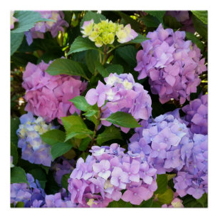 Hydrangea Poster