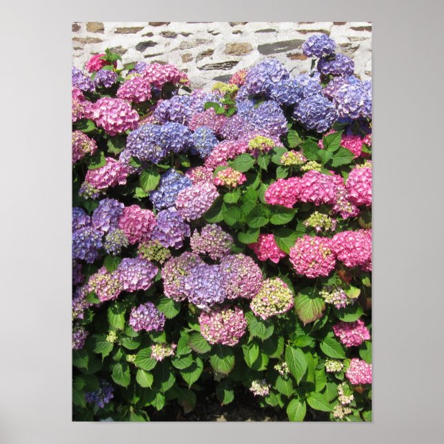 Hydrangea Poster (Vorne)